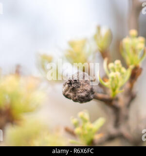 Nero frutta secca di pera rimanente sulla struttura finché inverno, non raccolto. Foto Stock