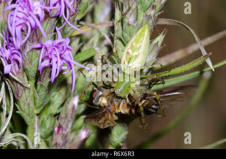 Green Lynx Spider, Peucetia viridans, femmina alimentazione su catturato bee fly, Famiglia Bombyliidae, su blazing star, Liatris sp. Foto Stock