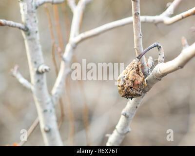 Rosolare la frutta secca di pera rimanente sulla struttura finché inverno, non raccolto. Foto Stock