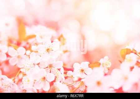 Ramo di fiore di ciliegio. Molla dai toni di sfondo nel quartiere alla moda di coralli viventi colore. Foto Stock