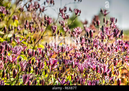 Fiori viola di tricyrtis formosana in una giornata di sole in autunno Foto Stock