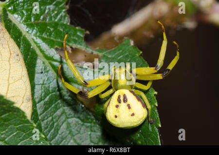 Whitebanded ragno granchio, Misumenoides formosipes Foto Stock