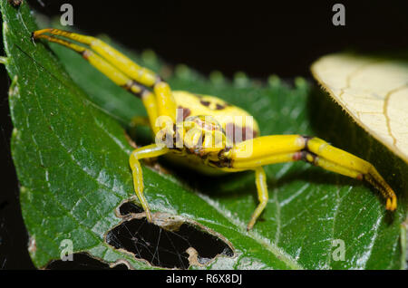 Whitebanded ragno granchio, Misumenoides formosipes Foto Stock