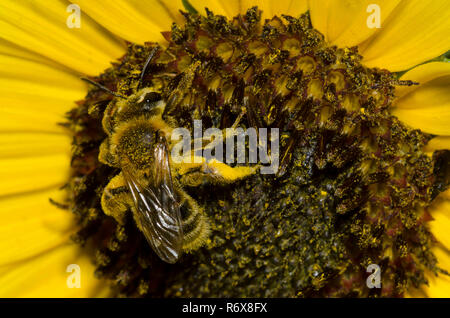 Mining Bee, Andrena sp., il girasole, Helianthus sp. Foto Stock