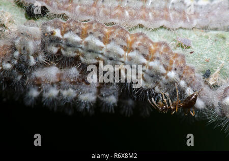 Mietitrici, Feniseca tarquinio, larve alimentazione su lanosi Maple afidi, Neoprociphilus aceris, con tende finto miele Ant, Prenolepis imparis Foto Stock