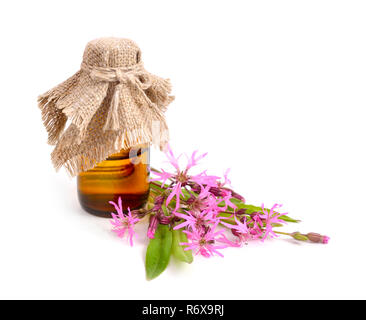 Lychnis flos-cuculi, comunemente chiamato Ragged-Robin. Foto Stock