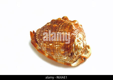 Il casco cornuta (Cassis cornuta) è uno dei più grandi lumache di mare. Questo 30 cm guscio è stato trovato nel Indian pacific. Isolato studio fotografico su w Foto Stock