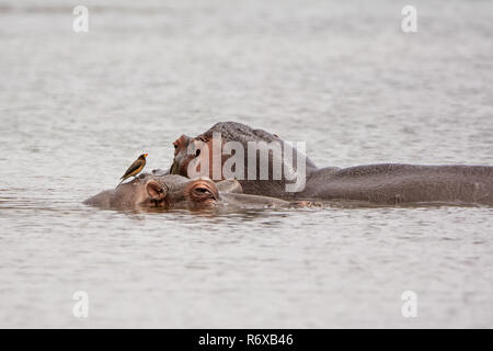 Ippopotami in un foro di irrigazione nel sud della savana africana Foto Stock