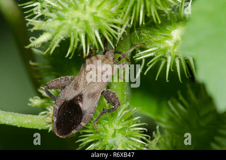 Leaf-Footed Bug, Calcarator Piezogaster, su banchina, Arctium sp. Foto Stock