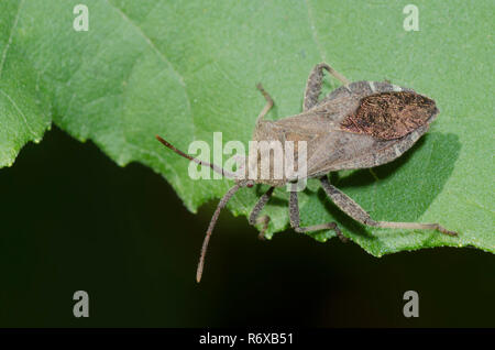 Foglia-footed Bug, Piezogaster sp. Foto Stock