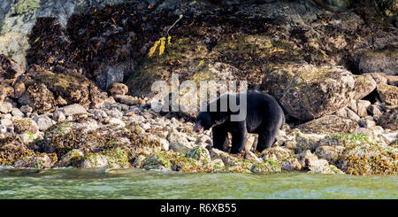 Un adulto black bear alla ricerca di cibo, su un isola foreshore, Tofino, Isola di Vancouver,Pacific Rim National Park Reserve,BC,Canada Foto Stock