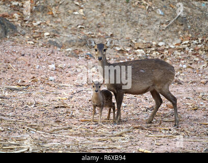 Il Porco cervo (Hyelaphus porcinus) Foto Stock