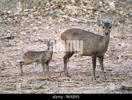 Il Porco cervo (Hyelaphus porcinus) Foto Stock