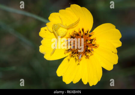 Il ragno granchio, Mecaphesa sp., su Greenthread rigida, Thelesperma filifolium Foto Stock