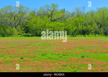 Fiori di campo stradale con pennello e bluebonnets, Hwy 97 vicino Stockdale, Texas, Stati Uniti d'America Foto Stock