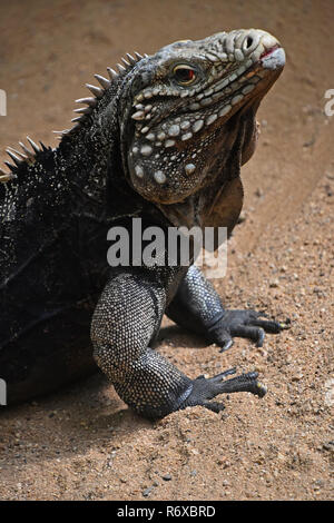 Close up ritratto di suolo cubano rock iguana Foto Stock