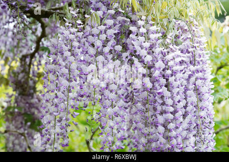 Il Glicine floribunda 'DOMINO' Fiori. Foto Stock