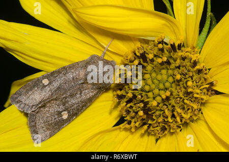 Owlet Tarma Tricholita notata su Maximilian, girasole Helianthus maximiliani Foto Stock