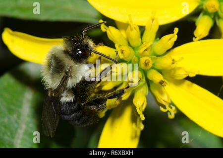 Orientale comune Bumble Bee, Bombus impatiens, rovistando su giallo fiore composito Foto Stock