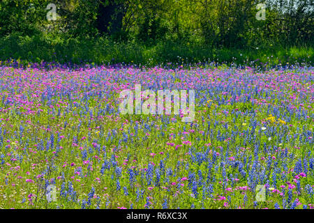 Strada fiori selvaggi- bluebonnets e phlox, FM 476 vicino Poteet, Texas, Stati Uniti d'America Foto Stock