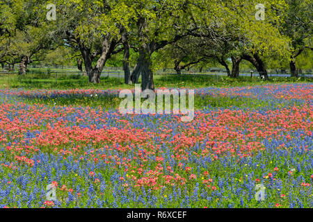 Alberi di quercia e fiori selvatici del Texas- pennello e bluebonnets, FM 476 vicino a Somerset, Texas, Stati Uniti d'America Foto Stock