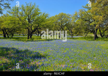 Alberi di quercia e fiori selvatici del Texas- pennello e bluebonnets, FM 476 vicino a Somerset, Texas, Stati Uniti d'America Foto Stock