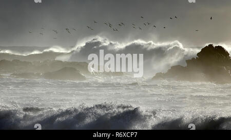 Soft seascape retroilluminato con i gabbiani sorvolano inverno grandi onde. Foto Stock