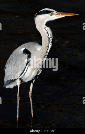 Foto dettagliate di grande heron nel fiume Douro, Porto, Portogallo Foto Stock