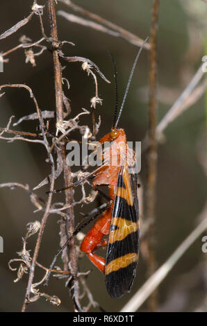 Comune, Scorpionfly Panorpa nuptialis, maschio Foto Stock