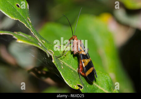 Comune, Scorpionfly Panorpa nuptialis, maschio Foto Stock