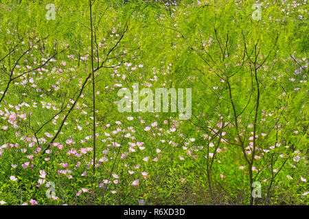 Fioritura di Evening Primerose (oenothera speciosa) con molla mesquite alberi, Kyle, Texas, Stati Uniti d'America Foto Stock