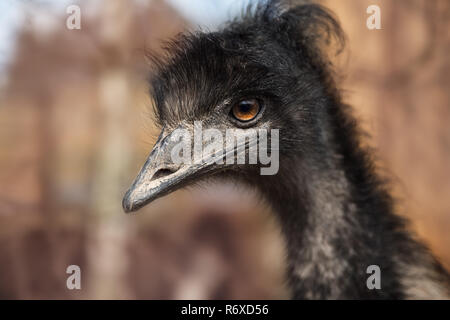 Testa di struzzo nero Foto Stock