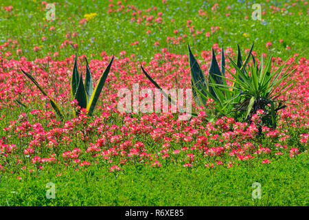 Fiori di campo stradale con pennello e yucca, Hwy 97 vicino Stockdale, Texas, Stati Uniti d'America Foto Stock