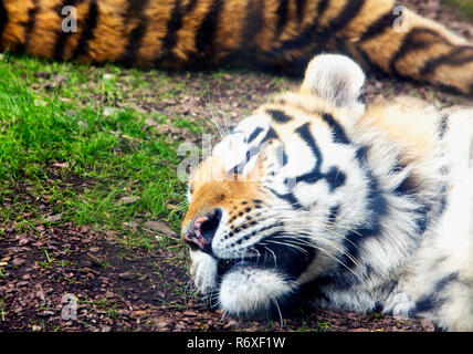 Sleeping tiger sul terreno Foto Stock