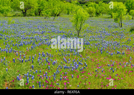 Strada fiori selvatici lungo Threadgill Creek Road con Texas e bluebonnets winecup, Mason County, Texas, Stati Uniti d'America Foto Stock