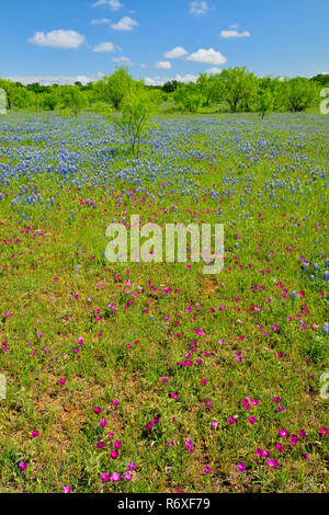 Strada fiori selvatici lungo Threadgill Creek Road con Texas e bluebonnets winecup, Mason County, Texas, Stati Uniti d'America Foto Stock