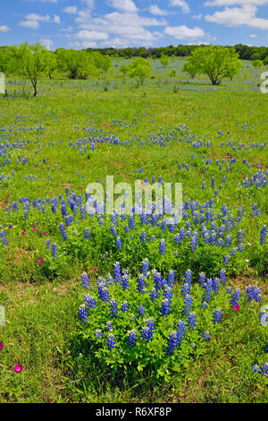 Strada fiori selvatici lungo Threadgill Creek Road con Texas bluebonnets, Mason County, Texas, Stati Uniti d'America Foto Stock