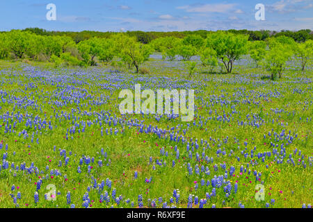 Strada fiori selvatici lungo Threadgill Creek Road con Texas bluebonnets, Mason County, Texas, Stati Uniti d'America Foto Stock