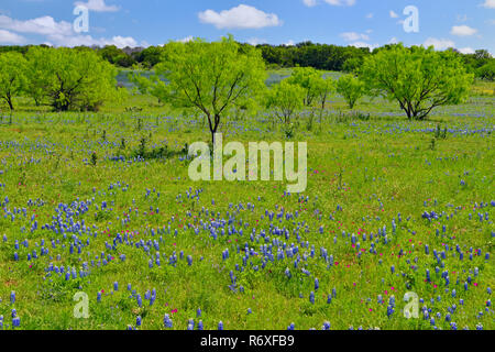 Strada fiori selvatici lungo Threadgill Creek Road con Texas bluebonnets, Mason County, Texas, Stati Uniti d'America Foto Stock