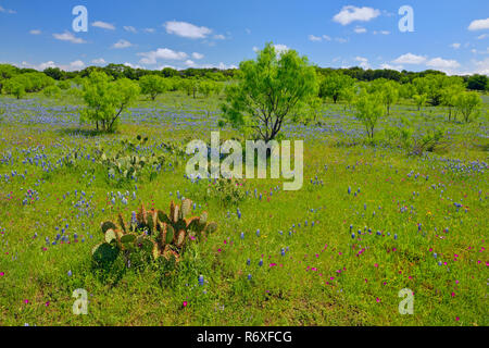 Strada fiori selvatici lungo Threadgill Creek Road con Texas bluebonnets, Mason County, Texas, Stati Uniti d'America Foto Stock