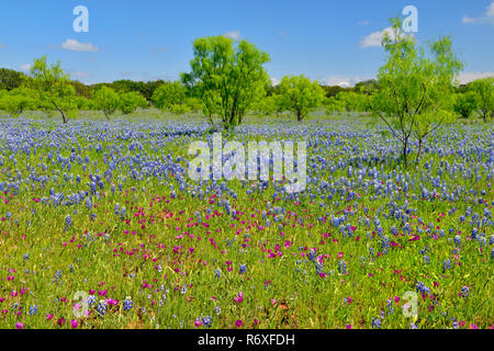 Strada fiori selvatici lungo Threadgill Creek Road con Texas e bluebonnets winecup, Mason County, Texas, Stati Uniti d'America Foto Stock