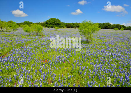 Strada fiori selvatici lungo Threadgill Creek Road con Texas bluebonnets, Mason County, Texas, Stati Uniti d'America Foto Stock