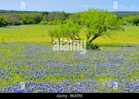 Strada fiori selvatici lungo Threadgill Creek Road con Texas bluebonnets, Mason County, Texas, Stati Uniti d'America Foto Stock