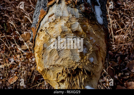 Primo piano dei segni dei denti del Beaver nordamericano nell'albero caduto di Cottonwood a foglia stretta, Castle Rock Colorado USA. Foto scattata a dicembre. Foto Stock