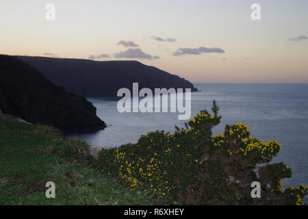 Imponente North Devon scogliere sul mare dal canale di Bristol al di là di una bussola di ginestre al tramonto. Valle di rocce, Parco Nazionale di Exmoor, UK. Foto Stock