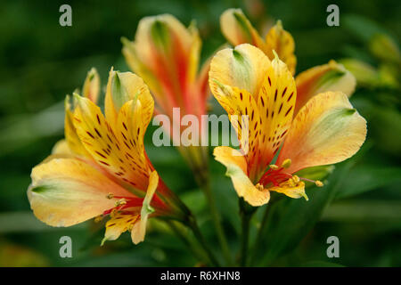Bellissimi fiori Astromelia close-up - Foto Foto Stock