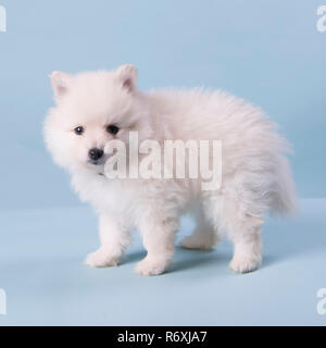 Cucciolo di Pomerania 6 settimane vecchia fotografia carino Foto Stock