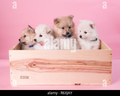Cucciolata di Pomeranians 4 puppys in una scatola Foto Stock