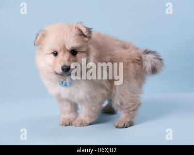 Cucciolo di Pomerania 6 settimane vecchia fotografia carino Foto Stock