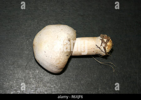 Agaricus arvense comunemente noto come il cavallo di fungo Foto Stock